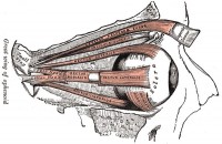 Muscles of the eye