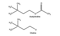 Acetylcholine Molecular Structure