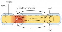 Neural Action Potential