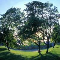 Fish Eye Distortion