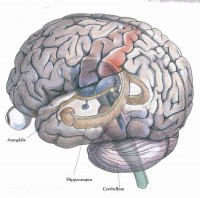 Hippocampus