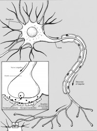 The Neuron