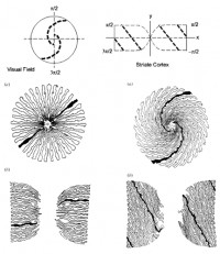 Image - retinal-map.jpg